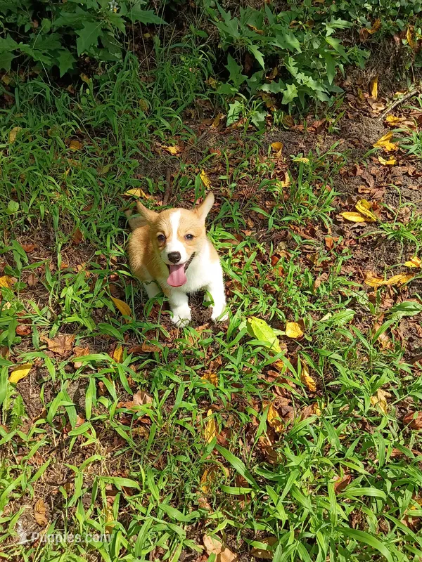 Petunia – Pembroke Welsh Corgi puppy on hold in Dover, FL