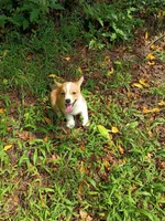 Petunia, a female Pembroke Welsh Corgi for sale in Dover, FL – 1 of 1