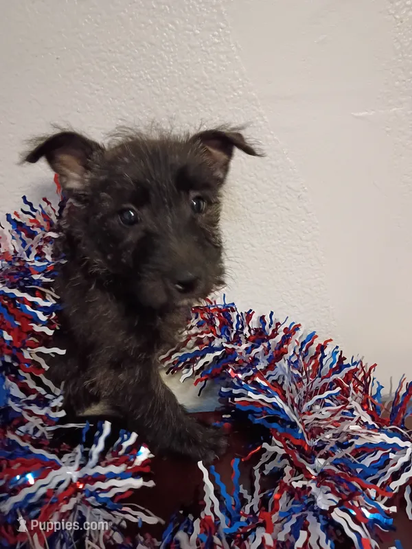 Charles  – Cairn Terrier, West Highland White Terrier puppy for sale in Dover, FL