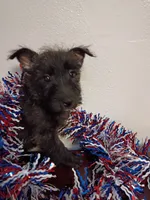 Charles , a male Cairn Terrier and West Highland White Terrier for sale in Dover, FL – 1 of 3