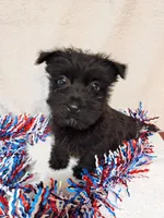 Cally, a female Cairn Terrier and West Highland White Terrier for sale in Dover, FL – 3 of 4
