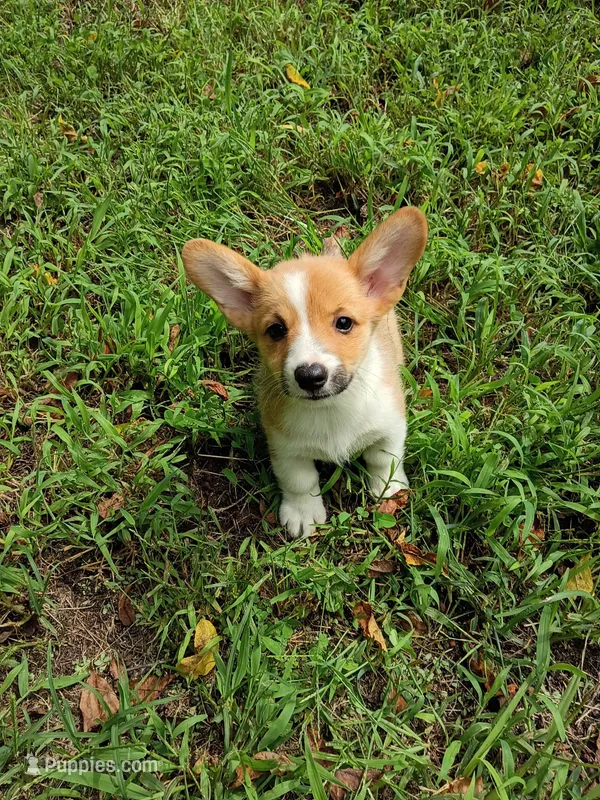 Paula – Pembroke Welsh Corgi puppy for sale in Dover, FL