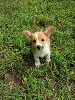 Paula, a female Pembroke Welsh Corgi for sale in Dover, FL – 1 of 1