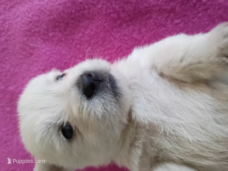 Wendy – West Highland White Terrier puppy for sale in Dover, FL