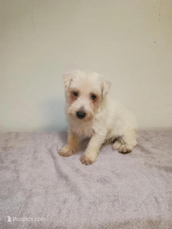 McGiver – West Highland White Terrier puppy for sale in Dover, FL