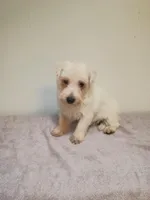 McGiver, a male West Highland White Terrier for sale in Dover, FL – Photo 1 of 2