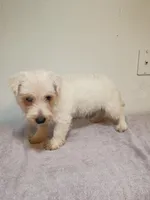 McGiver, a male West Highland White Terrier for sale in Dover, FL – Photo 2 of 2