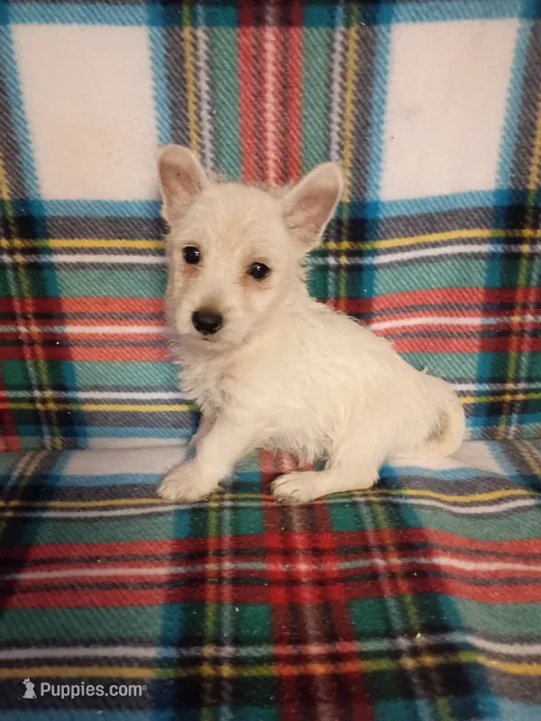 Whisper – West Highland White Terrier puppy for sale in Dover, FL