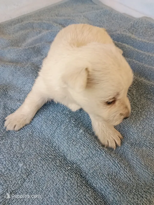 Walter  – West Highland White Terrier puppy for sale in Dover, FL