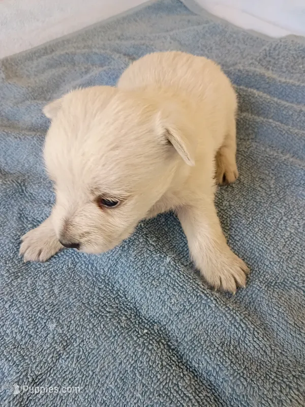 Westly – West Highland White Terrier puppy for sale in Dover, FL