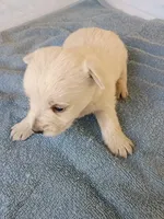 Westly, a male West Highland White Terrier for sale in Dover, FL – 1 of 1