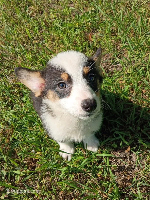 Paige – Pembroke Welsh Corgi puppy for sale in Dover, FL