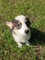 Paige, a female Pembroke Welsh Corgi for sale in Dover, FL – 1 of 1