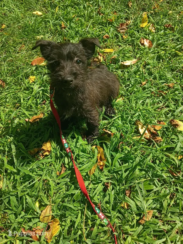 Cassie – Cairn Terrier puppy for sale in Dover, FL