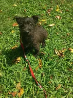 Cassie, a female Cairn Terrier and West Highland White Terrier for sale in Dover, FL – 1 of 1