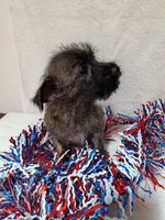 Clyde , a male Cairn Terrier and West Highland White Terrier for sale in Dover, FL – 4 of 4