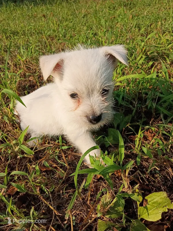 Wayne – West Highland White Terrier puppy for sale in Dover, FL