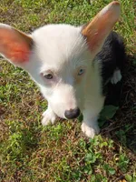 Patty, a female Pembroke Welsh Corgi for sale in Dover, FL – 2 of 2