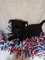 Coal, a male Cairn Terrier and West Highland White Terrier for sale in Dover, FL – 1 of 2