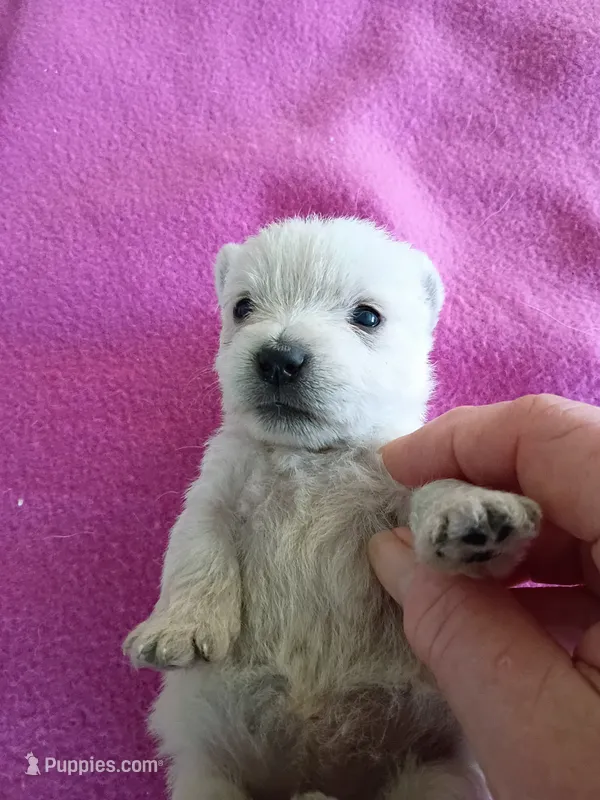 Willo – West Highland White Terrier puppy for sale in Dover, FL