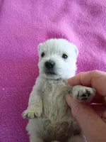 Willo, a female West Highland White Terrier for sale in Dover, FL – 1 of 1