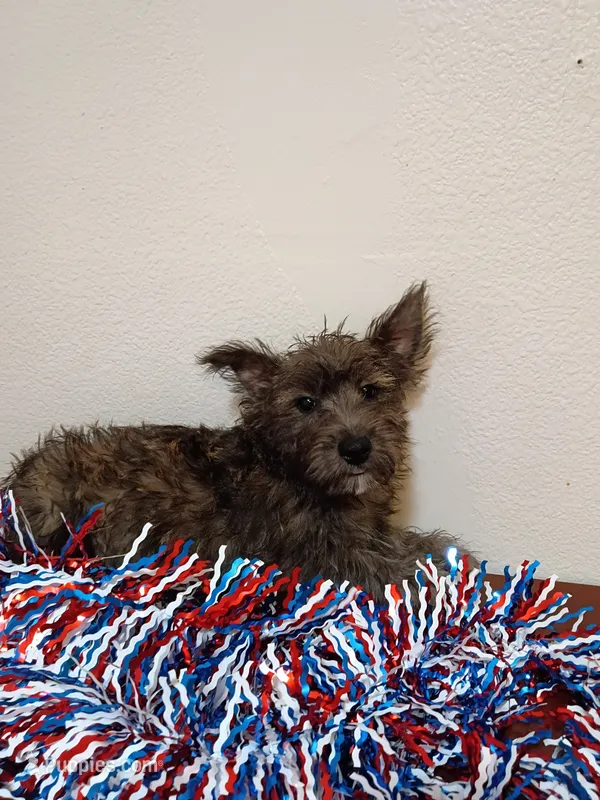 Carlos, a male Cairn Terrier and West Highland White Terrier for sale in Dover, FL – 1 of 1