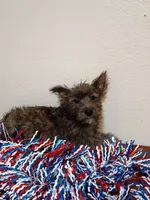 Carlos, a male Cairn Terrier and West Highland White Terrier for sale in Dover, FL – 1 of 1