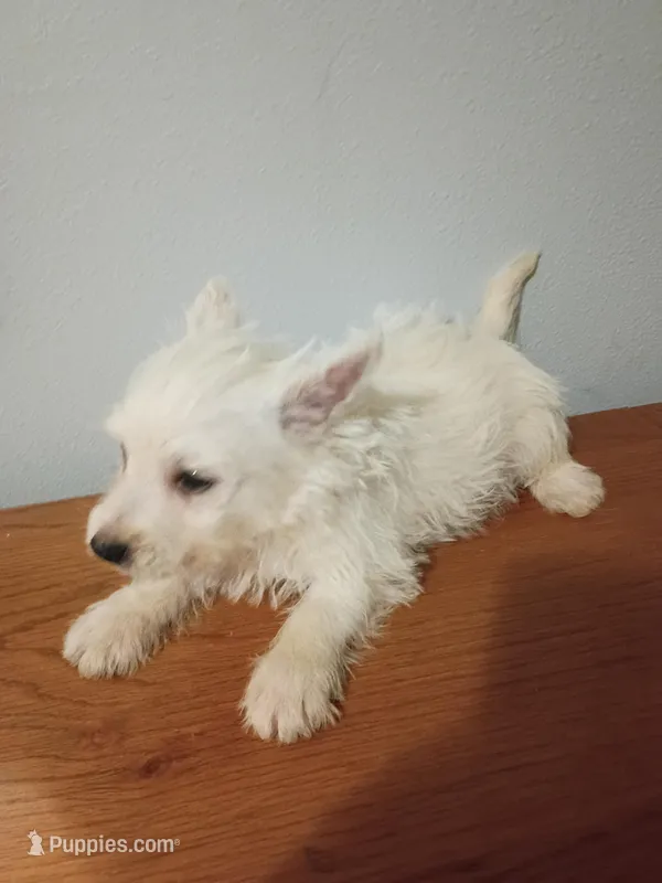 Nick, a male West Highland White Terrier for sale in Dover, FL – Photo 1 of 1