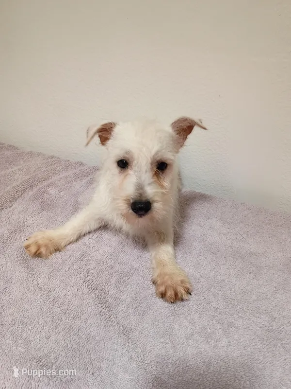 McTavish  – West Highland White Terrier puppy for sale in Dover, FL