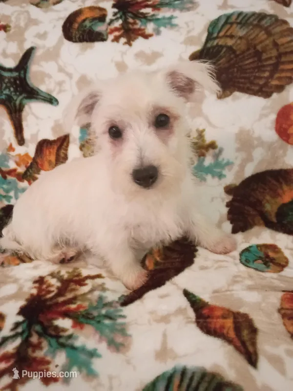 Grace – West Highland White Terrier puppy for sale in Dover, FL