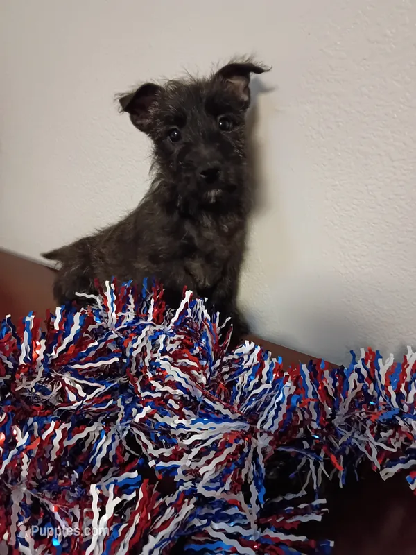 Coal – Cairn Terrier puppy for sale in Dover, FL
