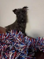 Coal, a male Cairn Terrier for sale in Dover, FL – 1 of 3