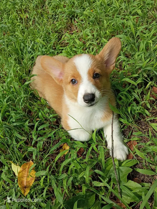Peter – Pembroke Welsh Corgi puppy for sale in Dover, FL