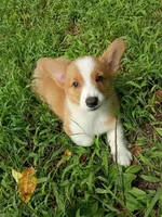 Peter, a male Pembroke Welsh Corgi for sale in Dover, FL – 1 of 1