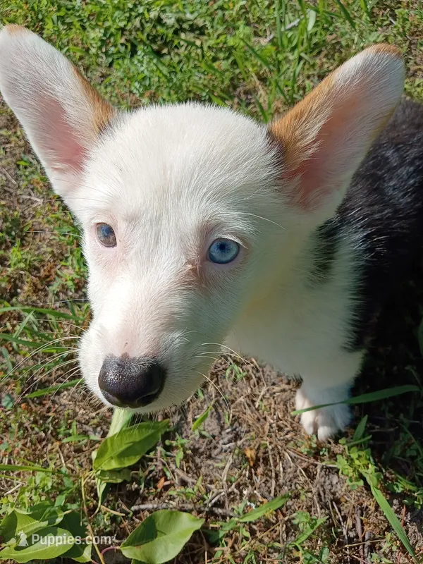 Patty – Pembroke Welsh Corgi puppy for sale in Dover, FL