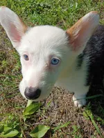 Patty, a female Pembroke Welsh Corgi for sale in Dover, FL – 1 of 2