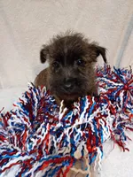Clyde , a male Cairn Terrier and West Highland White Terrier for sale in Dover, FL – 3 of 4