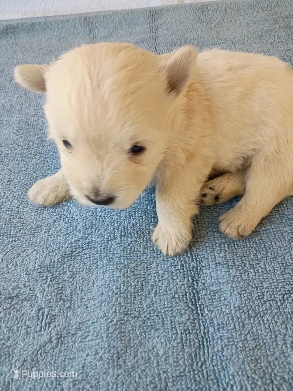 Winky  – West Highland White Terrier puppy for sale in Dover, FL