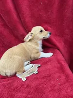 Akc Lucy, a female Pembroke Welsh Corgi for sale in Hunnewell, MO – Photo 5 of 5