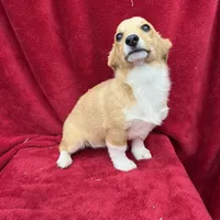 Akc Lucy, a female Pembroke Welsh Corgi for sale in Hunnewell, MO – Photo 3 of 5