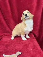 Akc Lucy, a female Pembroke Welsh Corgi for sale in Hunnewell, MO – Photo 3 of 5