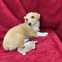 Akc Lucy, a female Pembroke Welsh Corgi for sale in Hunnewell, MO – Photo 2 of 5