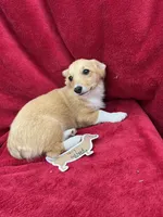 Akc Lucy, a female Pembroke Welsh Corgi for sale in Hunnewell, MO – Photo 2 of 5