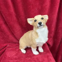 Akc Lucy, a female Pembroke Welsh Corgi for sale in Hunnewell, MO – Photo 1 of 5