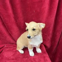 Akc Lucy, a female Pembroke Welsh Corgi for sale in Hunnewell, MO – Photo 4 of 5