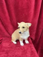 Akc Lucy, a female Pembroke Welsh Corgi for sale in Hunnewell, MO – Photo 4 of 5