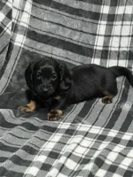 Ariel full akc, a female Miniature Dachshund for sale in Hunnewell, MO – Photo 5 of 9