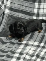 Ariel full akc, a female Miniature Dachshund for sale in Hunnewell, MO – Photo 9 of 9