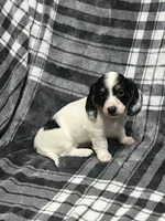 Elsa full akc, a female Miniature Dachshund for sale in Hunnewell, MO – Photo 10 of 10