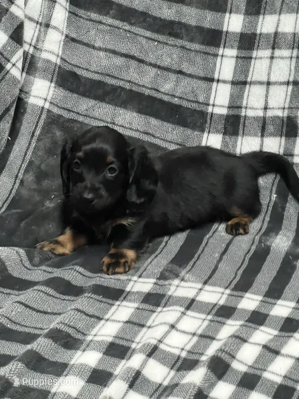 Ariel full akc – Miniature Dachshund puppy for sale in Hunnewell, MO